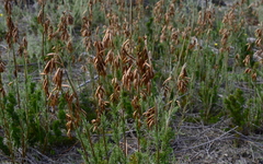Thamnochortus fruticosus