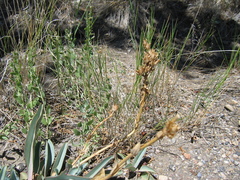 Penstemon pachyphyllus