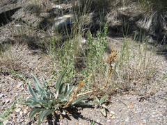 Penstemon pachyphyllus