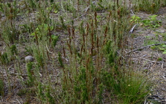 Thamnochortus fruticosus