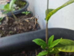 Araneidae