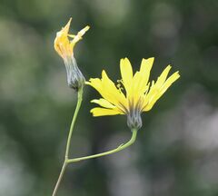 Hieracium porrifolium