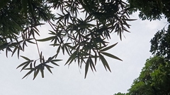 Quercus bambusifolia