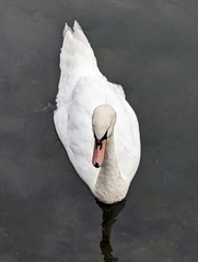 Cygnus olor