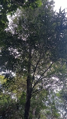 Quercus bambusifolia