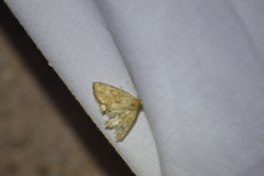 Heliocheilus paradoxus