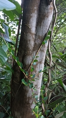 Quercus bambusifolia
