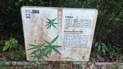 Quercus bambusifolia