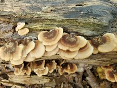 Lentinellus castoreus