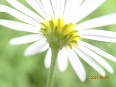 Auritibicen japonicus