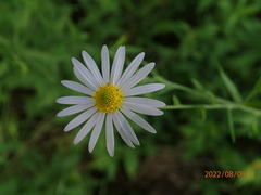 Auritibicen japonicus