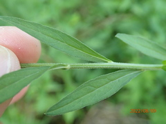 Auritibicen japonicus
