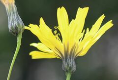 Hieracium porrifolium