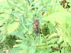 Auritibicen japonicus
