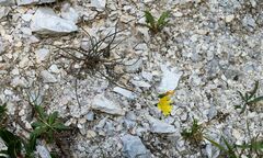 Hieracium porrifolium