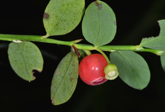 Vaccinium parvifolium
