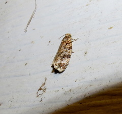 Phaecasiophora niveiguttana