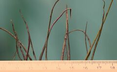 Hieracium porrifolium
