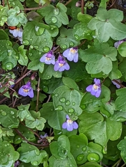Cymbalaria muralis