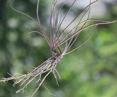 Hieracium porrifolium