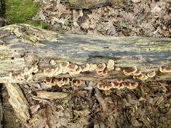 Lentinellus castoreus