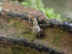 Eusomidius rostralis