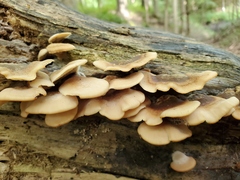 Lentinellus castoreus