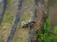 Eusomidius rostralis