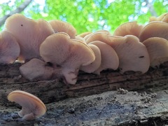 Lentinellus castoreus