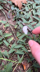 Convolvulus arvensis