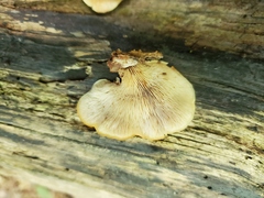 Lentinellus castoreus