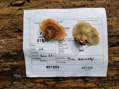 Lentinellus castoreus