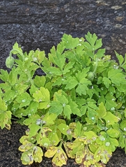 Papaver cambricum