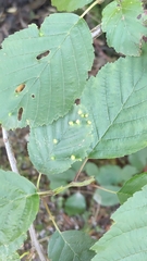 Eriophyes alniincanae