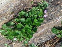 Cymbalaria muralis