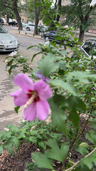 Hibiscus syriacus