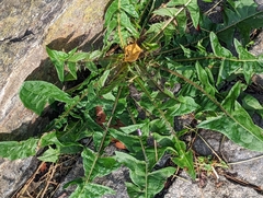 Taraxacum officinale