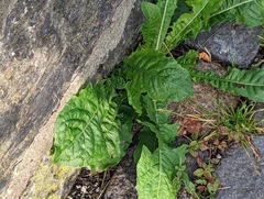Taraxacum officinale