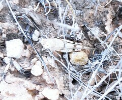 Oedipoda coerulea