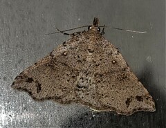 Lithilaria proestans