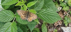 Boloria titania