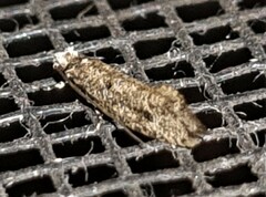 Syncometes vilis