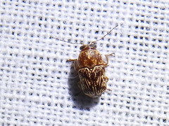 Pachybrachis turbidus