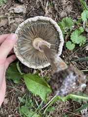 Chlorophyllum molybdites