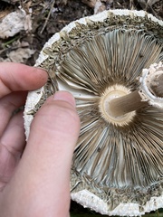 Chlorophyllum molybdites