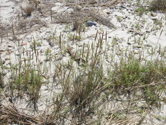 Thinopyrum pycnanthum