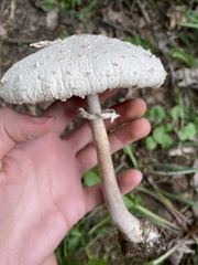 Chlorophyllum molybdites