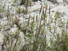 Thinopyrum pycnanthum