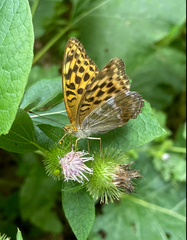 Argynnis paphia