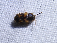 Mycetophagus serrulatus